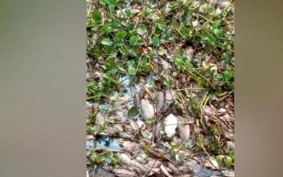 Morte em massa de peixes no Rio Paraná preocupa moradores e caso é investigado