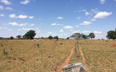 “Situação dos pastos em algumas regiões é de total desespero”, afirmam especialistas
