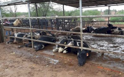 GADO MORRE ELETROCUTADO POR PLACA DE ENERGIA SOLAR