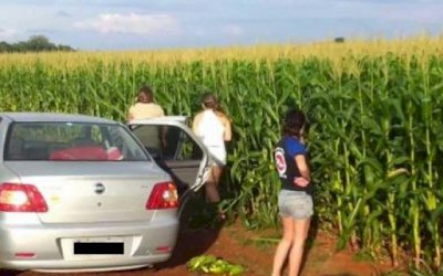 ATÉ LADRÃO ESTÁ RECLAMANDO DAS LAVOURAS DE MILHO, VÍDEO