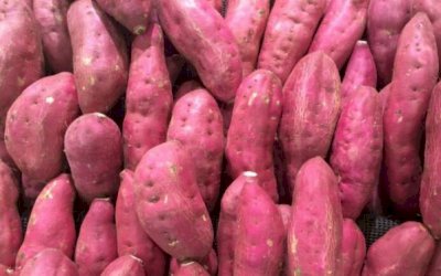 Batata-doce adaptada pode ser usada na produção de etanol