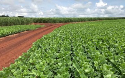 Setor sucroenergético lucra com a soja em Mato Grosso do Sul, mas adesão à rotação pode ser maior