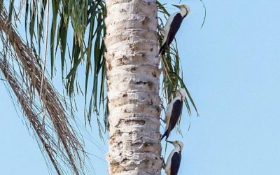 Família de 5 pica-paus-brancos é flagrada enfileirada em tronco de coqueiro em MS