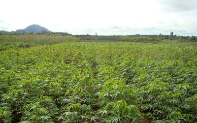 Mandioca: novas cultivares diversificam produção de amido no Cerrado