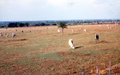 Brasil: 104 milhões de hectares de pastagens estão degradadas