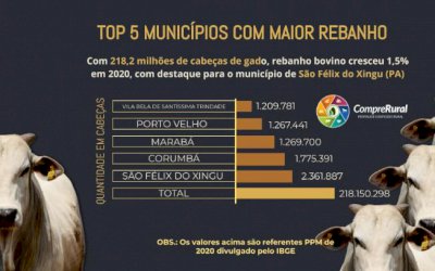 TOP 5 MUNICÍPIOS COM MAIOR REBANHO NO PAÍS, CONFIRA!