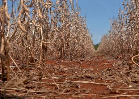 Ivinhema, Angélica, Novo Horizonte do Sul, Deodápolis, Nova Andradina, Batayporã e Taquarussu,  e mais 26  cidades de MS Governo Federal decreta emergência por causa da seca.