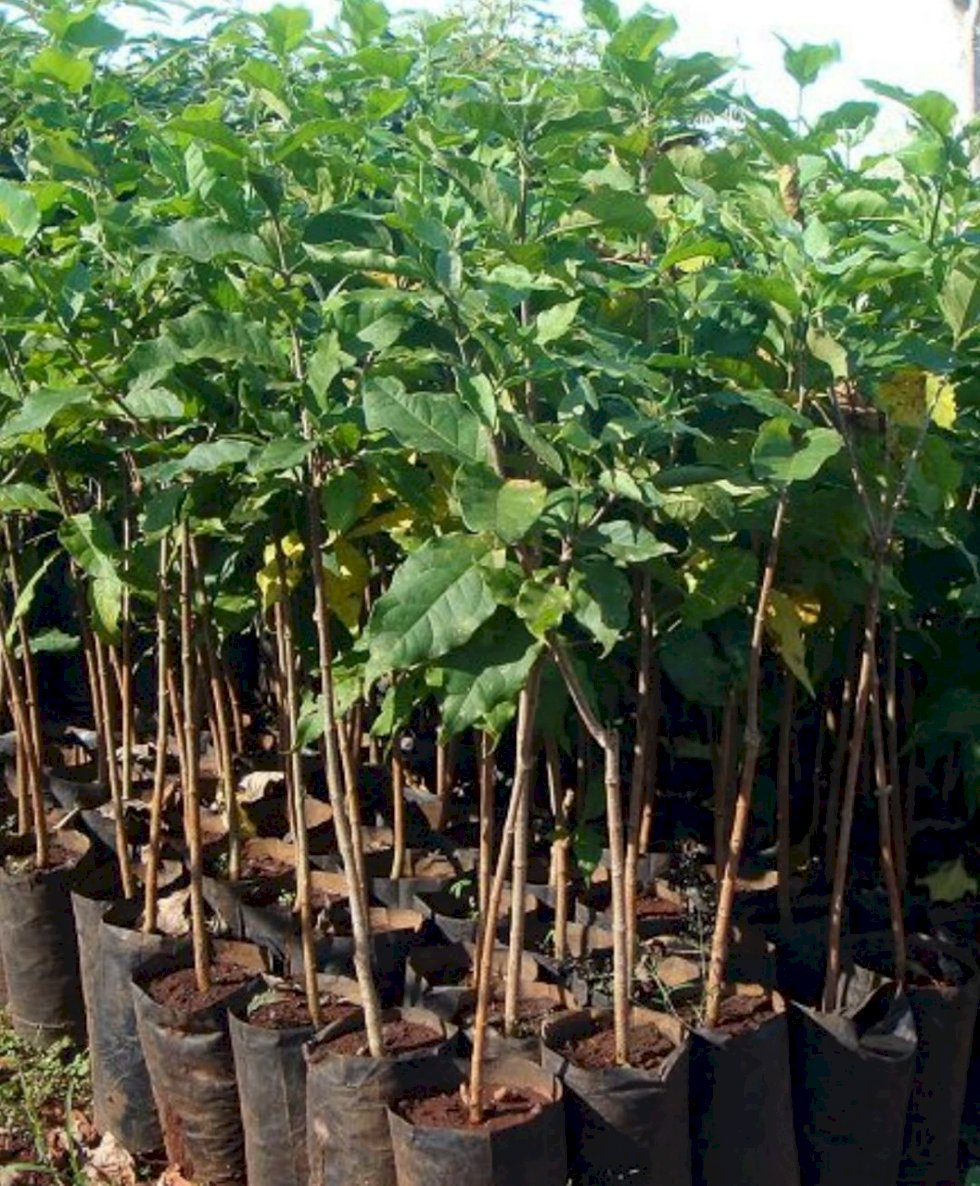 Atvos doa cerca de 3 mil mudas para recuperação de terras degradadas em Mato Grosso do Sul