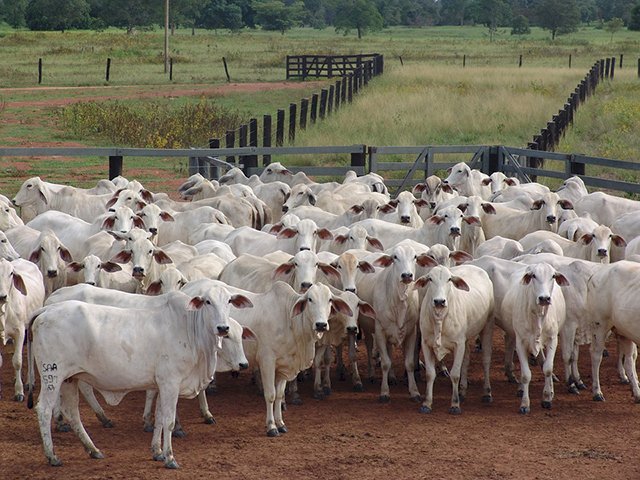 Ministério da Agricultura suspende vacinação contra febre aftosa em 6 estados e no DF a partir de novembro