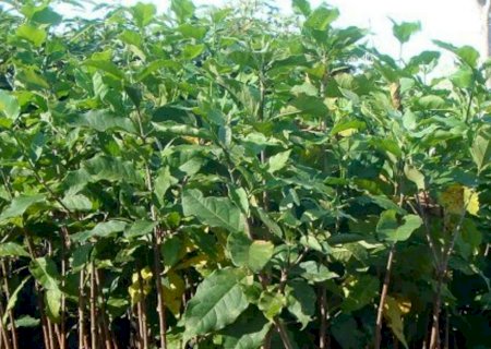 Atvos doa cerca de 3 mil mudas para recuperação de terras degradadas em Mato Grosso do Sul