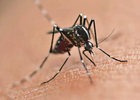 MS confirma terceira morte por dengue em 2022; saiba o que fazer para evitar contaminação