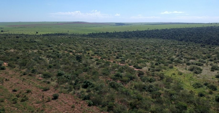 Atvos planta cerca de 280 mil mudas no maior corredor ecológico da Mata Atlântica