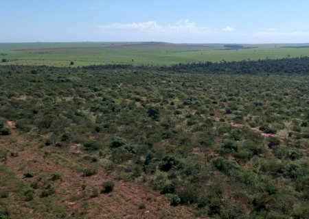 Atvos planta cerca de 280 mil mudas no maior corredor ecológico da Mata Atlântica