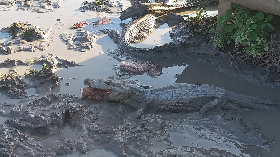 PMA, biólogos e médicos veterinários do GRETAP-MS montam operação e levam 300 kg de proteína animal aos jacarés que sofrem com estiagem e escassez de alimento no Pantanal