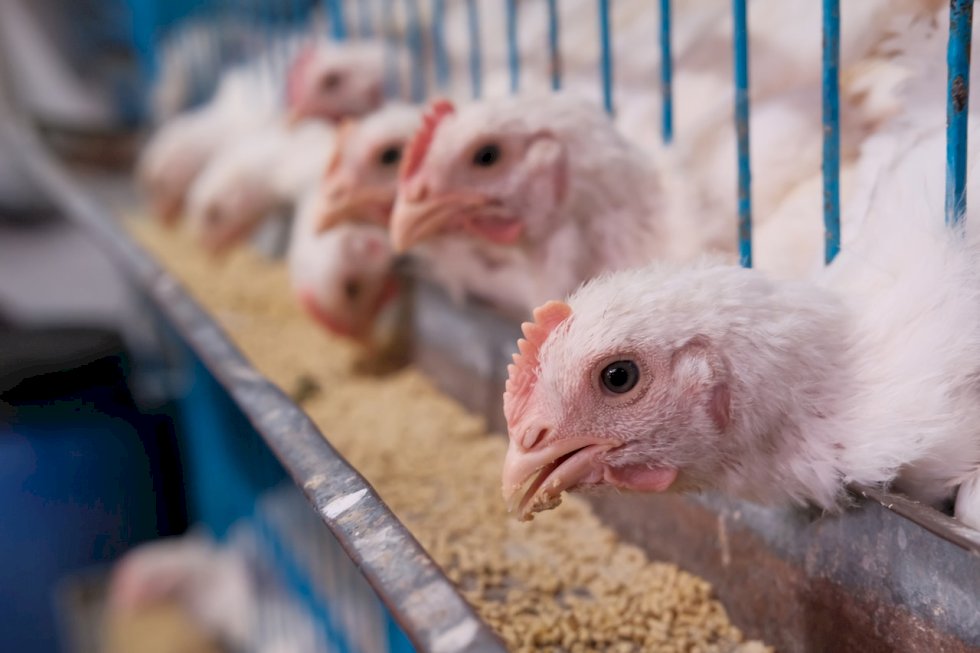 “Indústrias potencializam a nossa vocação agronômica”, afirma diretor do Observatório Econômico