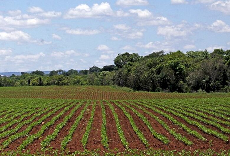 Plantio da soja em MS segue proibido até o dia 15 de setembro