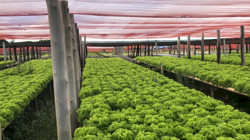 Agricultura familiar é responsável por 77% dos estabelecimentos rurais do Brasil
