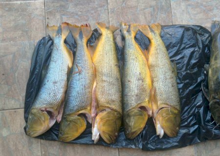 PMA prende e autua pescador em R$ 6,3 mil por captura de dourados, espécie com pesca proibida e jaús fora da medida e apreende veículo e 55 kg de pescado