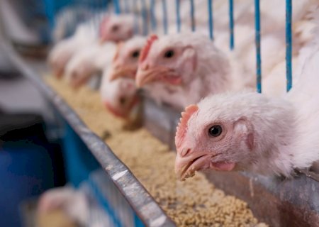 “Indústrias potencializam a nossa vocação agronômica”, afirma diretor do Observatório Econômico
