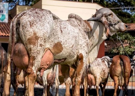 GIR leiteiro' Tesoureiro Brasileiro'