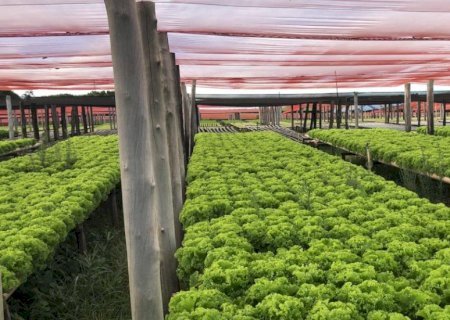 Agricultura familiar é responsável por 77% dos estabelecimentos rurais do Brasil