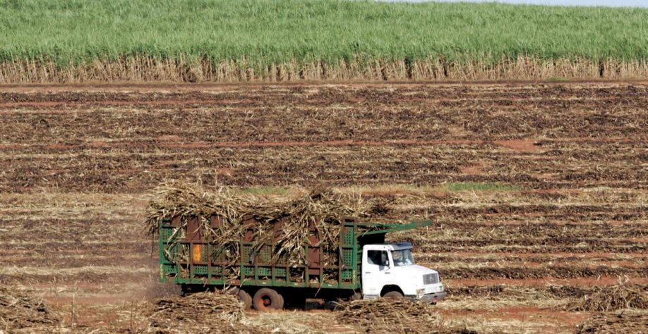 Conab reduz previsão de produção de açúcar e moagem de cana do Brasil