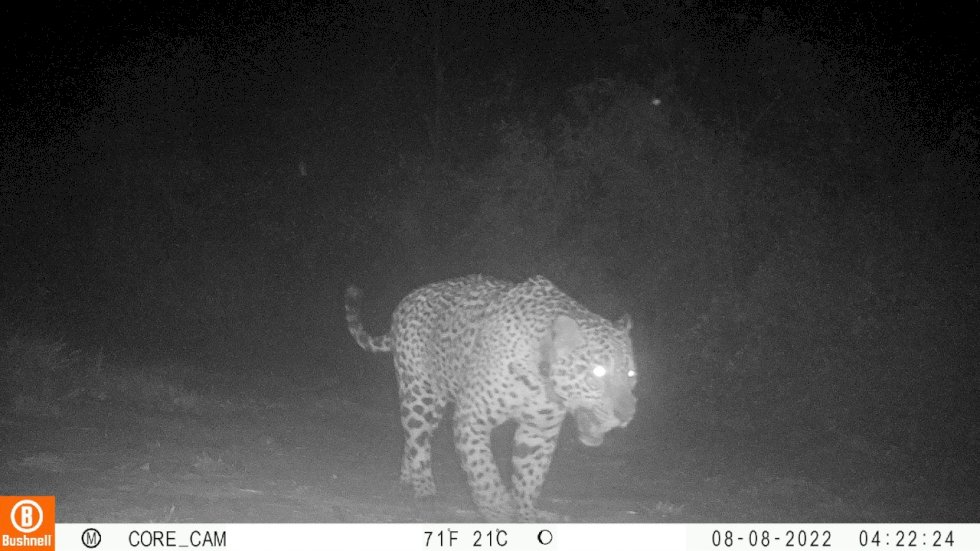 Câmeras flagram onça-pintada monitorada circulando na região da Serra do Amolar