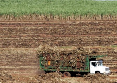 Conab reduz previsão de produção de açúcar e moagem de cana do Brasil