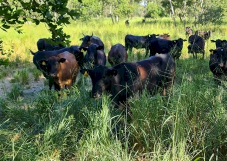 ABPO e Wetlands firmam acordo para promover indicação geográfica da carne pantaneira
