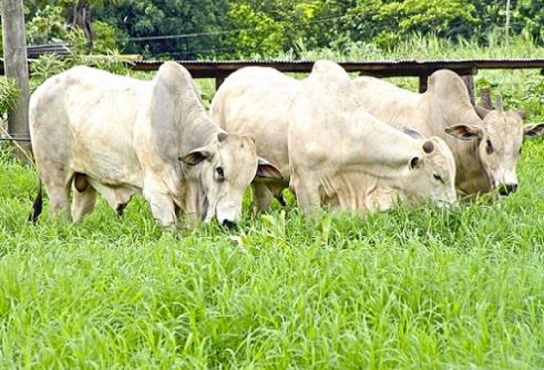 Boi: preços da carne voltam a subir