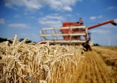 NOVO TRIGO RESISTENTE AO AQUECIMENTO GLOBAL ESTÁ PRÓXIMO.
