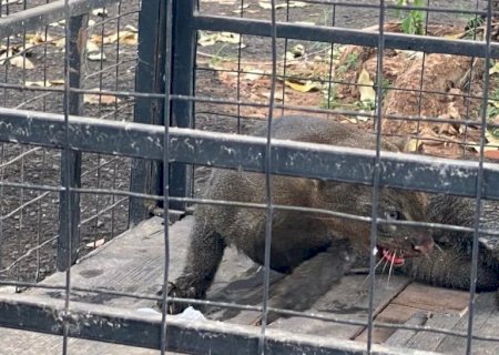 P M A resgata irara encontrada ferida à margem de rodovia vítima de atropelamento.