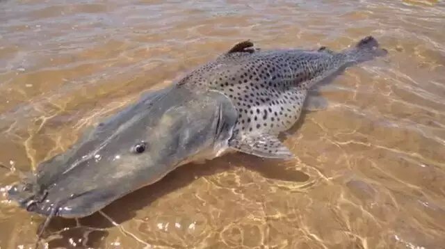 Portaria retira pintado da espécie de risco de extinção e libera pesca no País.
