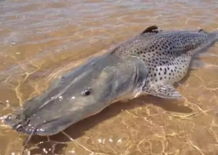 Portaria retira pintado da espécie de risco de extinção e libera pesca no País.