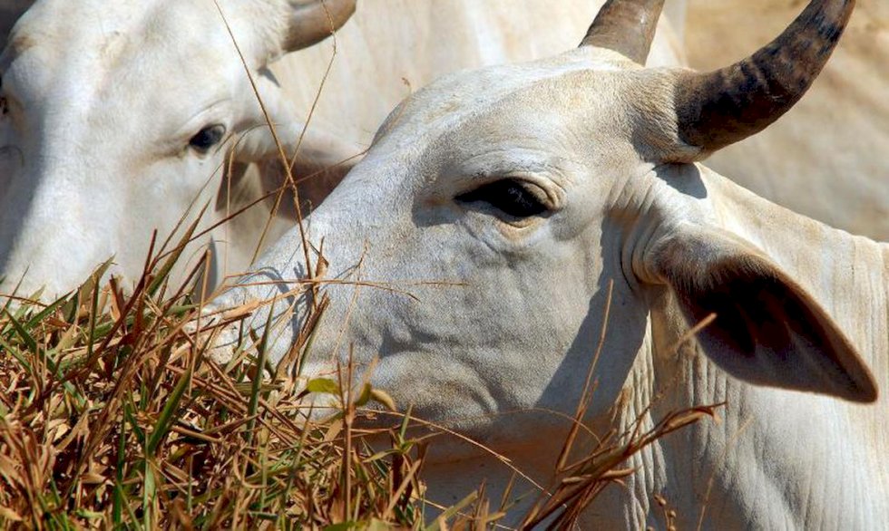 Pará confirma caso de vaca louca no interior do estado.