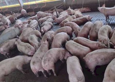 Glória de Dourados - Suinocultor que investiu R$ 21 milhões em moderna granja é destaque do Globo Rural.