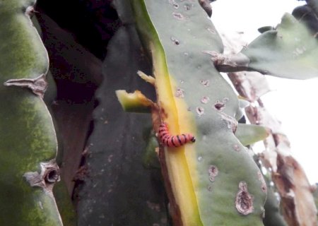 Extensionistas da Agraer orientam produtores sobre praga na lavoura de Pitaya em MS