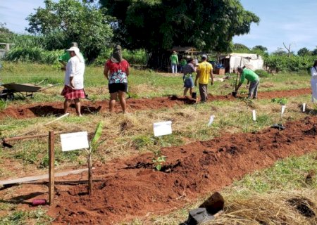Com apoio da Suzano, 87 famílias de Ribas do Rio Pardo (MS) implementam Sistema Agroflorestal.