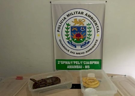 PMA autua dono de circo em R$ 47 mil por uso de animais como atrativos e apreende duas serpentes das espécies jiboia e píton ilegais.
