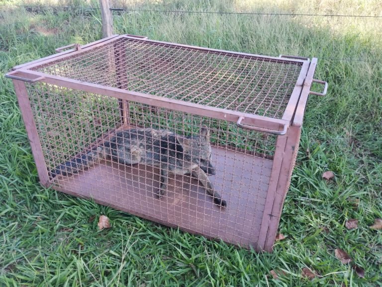 PMA de Batayporã resgata lobinho ferido por atropelamento em Nova Andradina e arara ferida em Ivinhema.