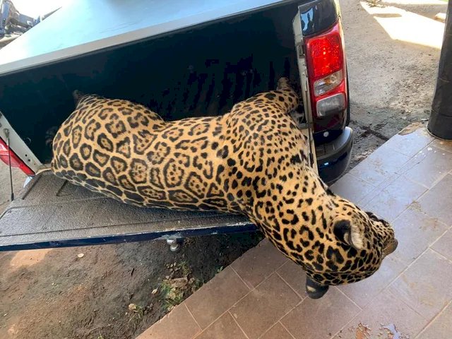 Onça é encontrada morta após atropelamento na BR-262, no Pantanal; polícia faz alerta.
