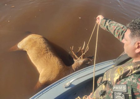 Equipe da PMA do Grupamento do Parque das Várzeas do Ivinhema vive alegria de se deparar com onça-pintada e tristeza de encontrar cervo-do-pantanal morto boiando no rio Ivinhema