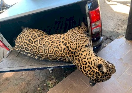 Onça é encontrada morta após atropelamento na BR-262, no Pantanal; polícia faz alerta.