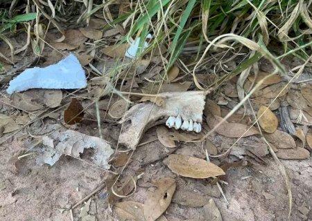 Ossada encontrada em chácara é de homem morto há mais de um mês.