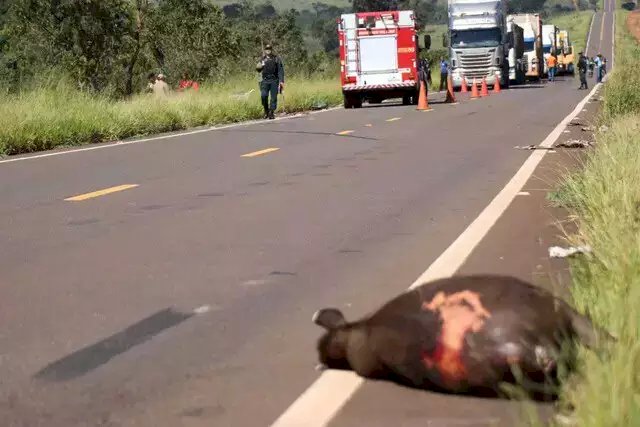 Motorista fica ferido após atropelar anta na MS-040.