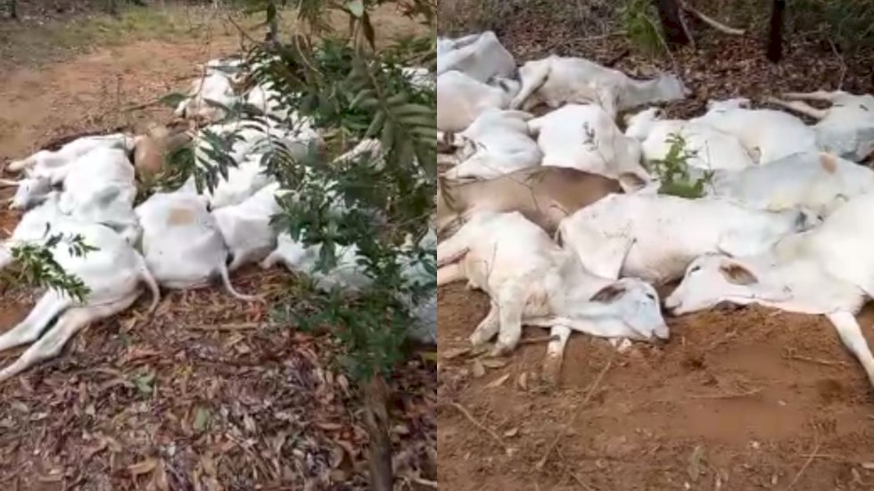 FRIO CASTIGA E MATA MAIS DE MIL CABEÇAS DE GADO EM FAZENDAS DE MATO GROSSO DO SUL