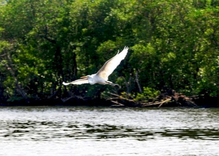Gripe aviária: Espírito Santo proíbe turistas em ilhas de Vitória
