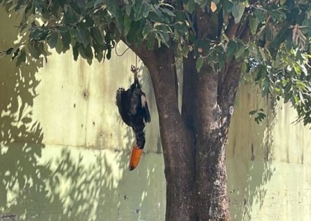 Polícia Civil identifica homem que matou e pendurou um tucano pelos pés numa árvore
