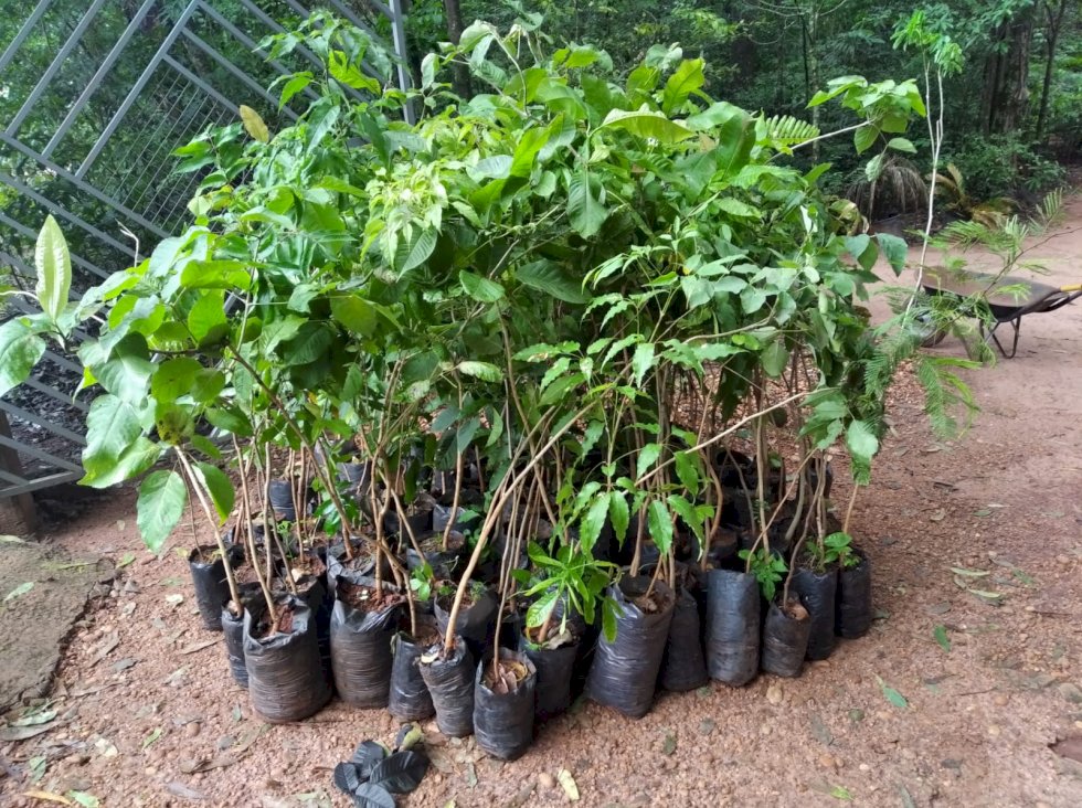 Ivinhema se destaca na doação e plantio de mudas de arvores e jardinagem.