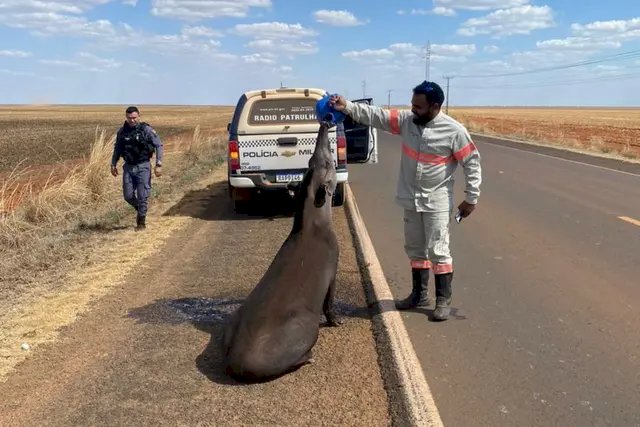 Solidariedade: anta é encontrada com sede às margens de rodovia e trabalhadores dão água ao animal